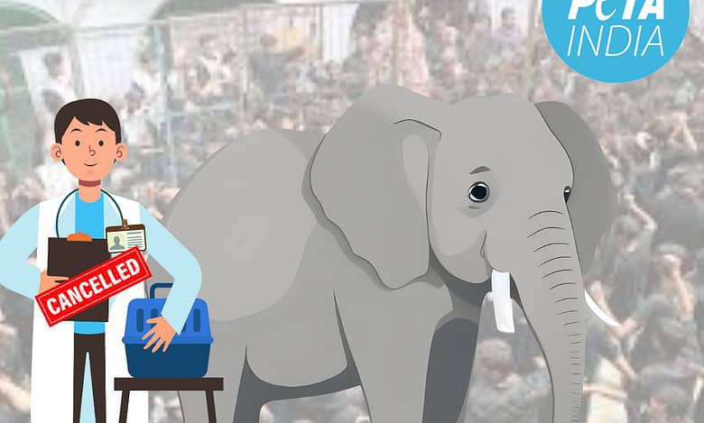 PETA India demands license revocation over 'false' health certificates for elephant Roopavathi