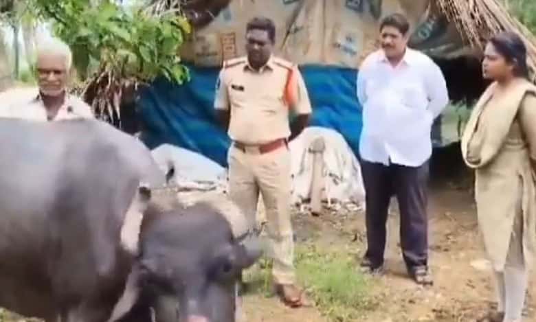 Pilli Sitaramaiah, a dairy farmer lodges a complaint with the police alleging that his buffalo was tied with ropes, tortured and gang raped by unidentified persons.