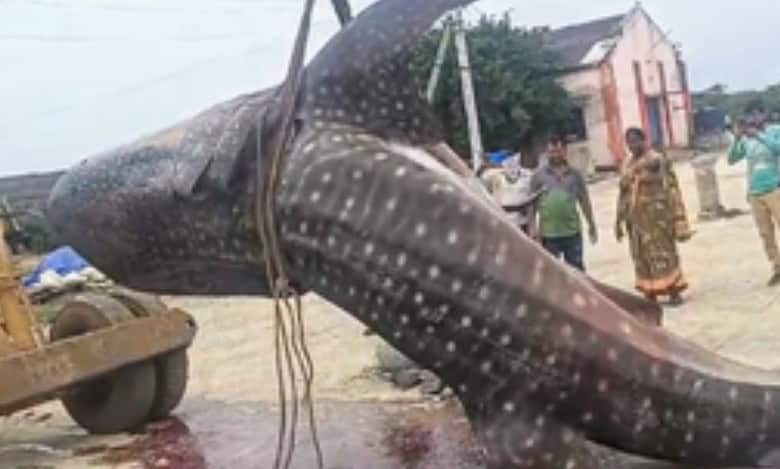 giant fish