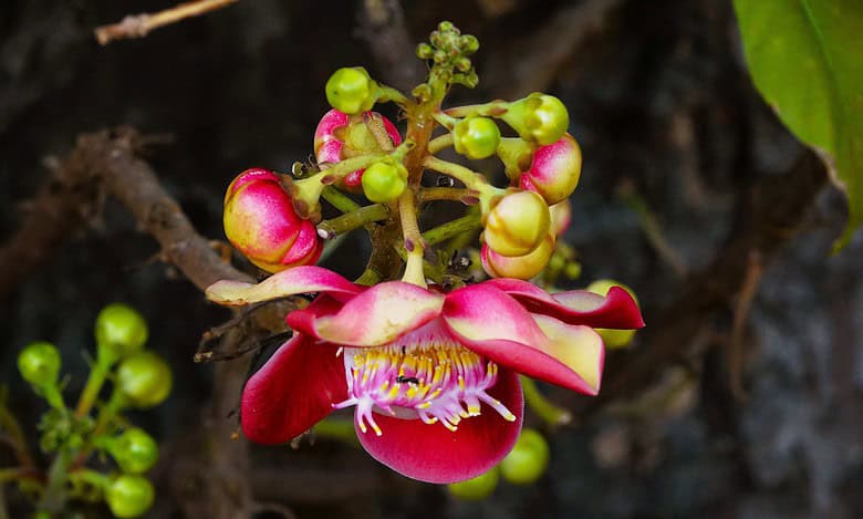 Koti Women’s College, located in the heart of Hyderabad, blooms with flora and fauna