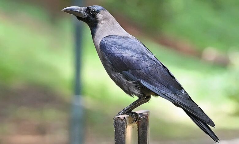 Telangana: Rajanna Sircilla people claim crows 'attacking' men