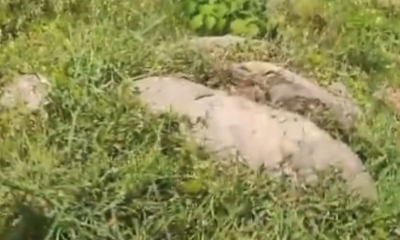 A low-intensity bomb explodes in the hands of a farmer while he tries to tie his cattle in an open field in Mirzapur village of Husnabad mandal in Siddipet district on Monday morning.