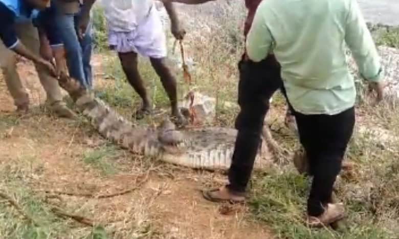 Forest officials rescue crocodile from a cotton field and release it into Krishna River in Maldakal mandal headquarters of Jogulamba Gadwal district on Friday.