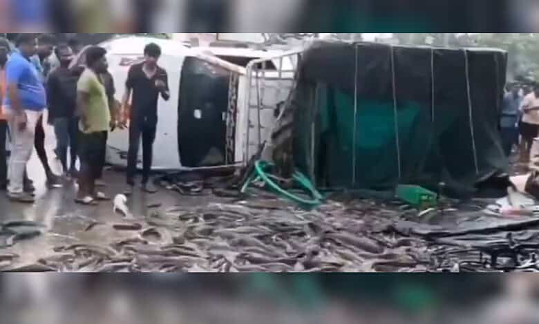 Live fish scattered on the road after carriage van overturned in Telangana