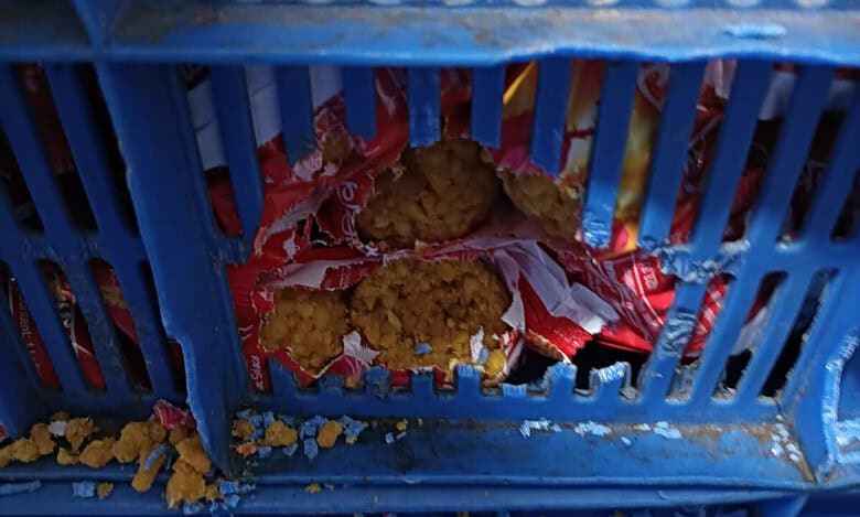 Video shows mice on prasad packets of Siddhivinayak temple; probe launched