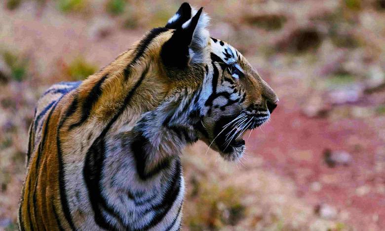Tiger. A representational image of a tiger. 4 held for trying to sell fake tiger skin.