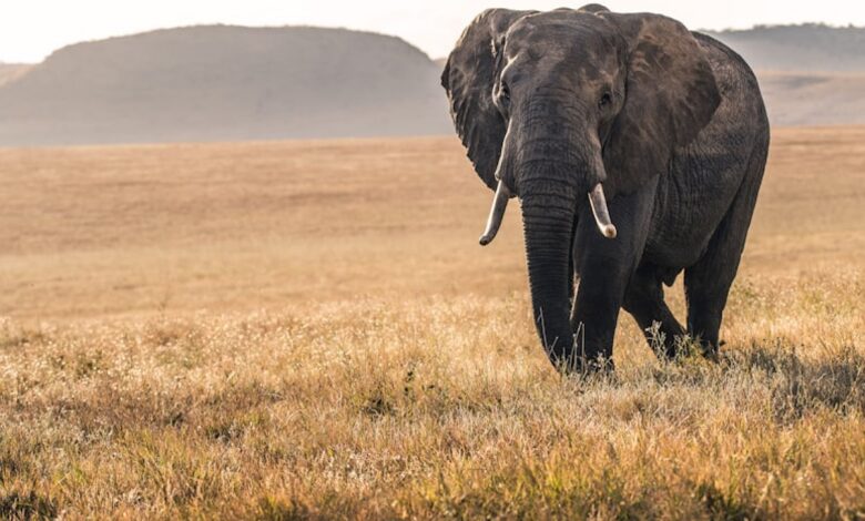 Nepal gifts two elephants to Qatar