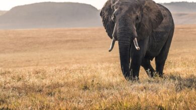 Three devotees die in elephant attack in Andhra Pradesh