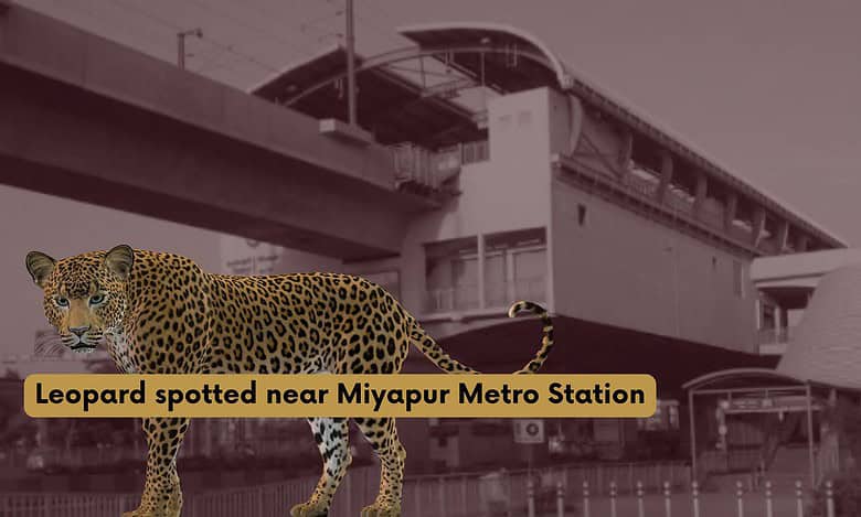 Leopard spotted near Miyapur Metro Station