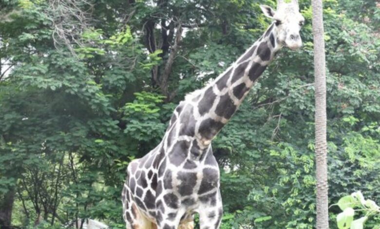 Hyderabad: People mourn death of Giraffe Basant in Zoo Park