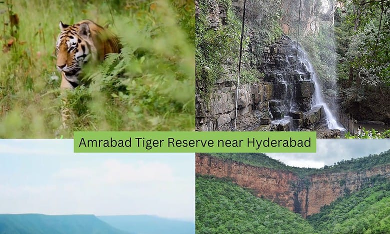 Hyderabad, your next adventure awaits at this Tiger Reserve