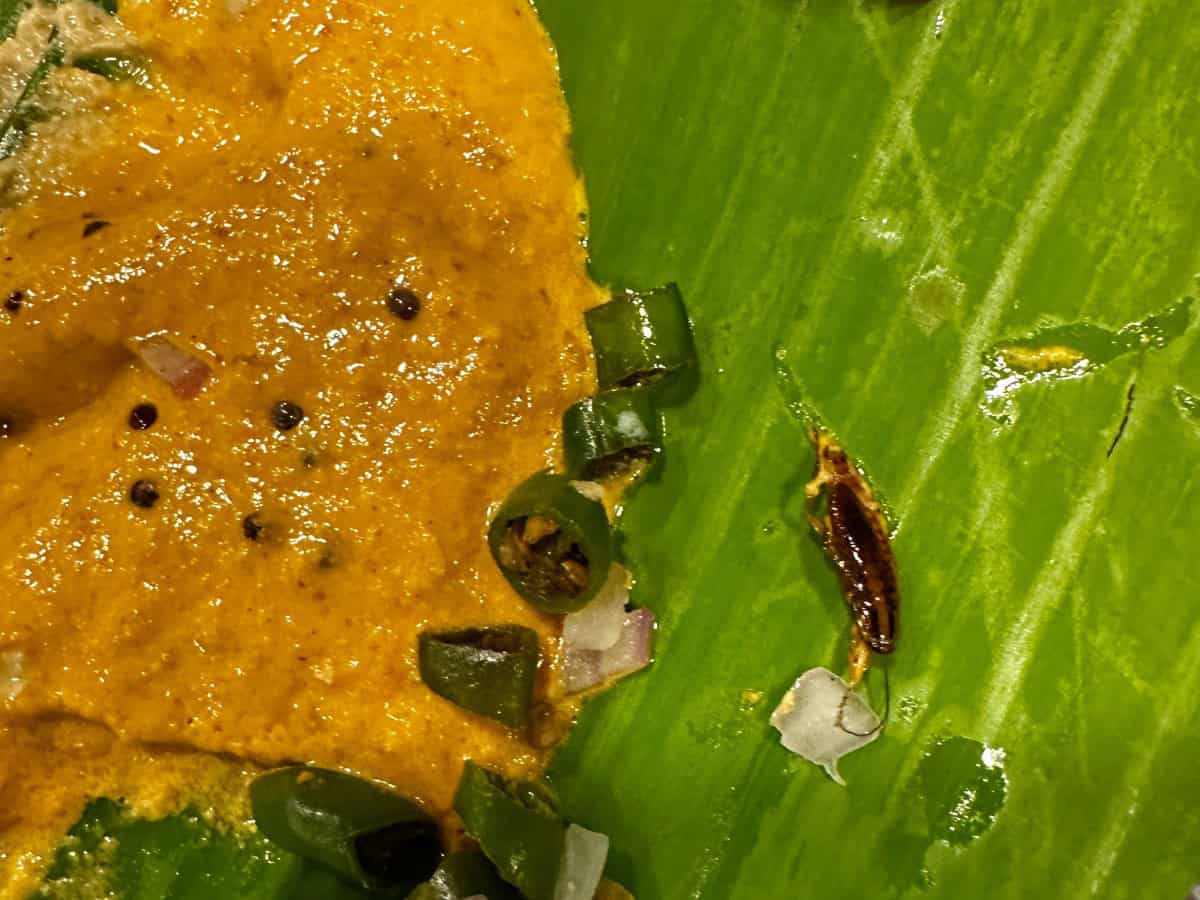 Cockroaches found in breakfast served at tiffin centre in Hyderabad