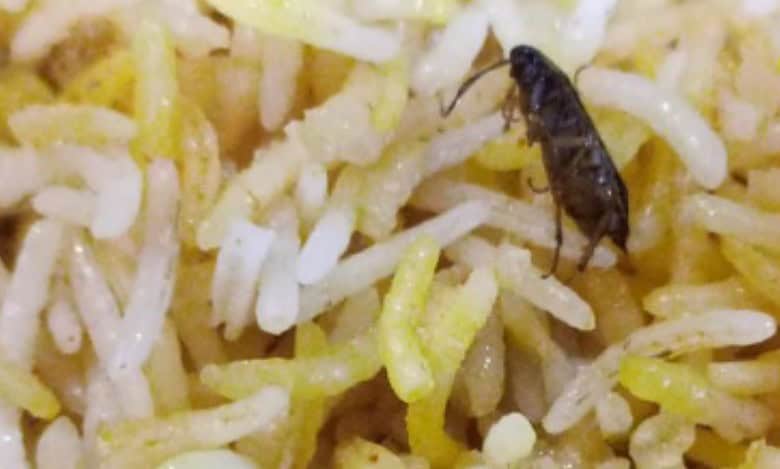 cockroach found at biryani in Hyderabad