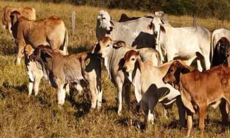 livestock cows
