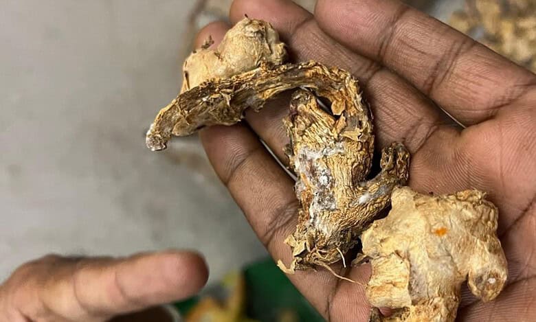 Restaurants in Hyderabad raided, fungus-infested ginger found