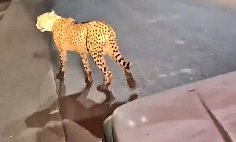 Watch: Cheetah released in Kuno National Park spotted on MP streets
