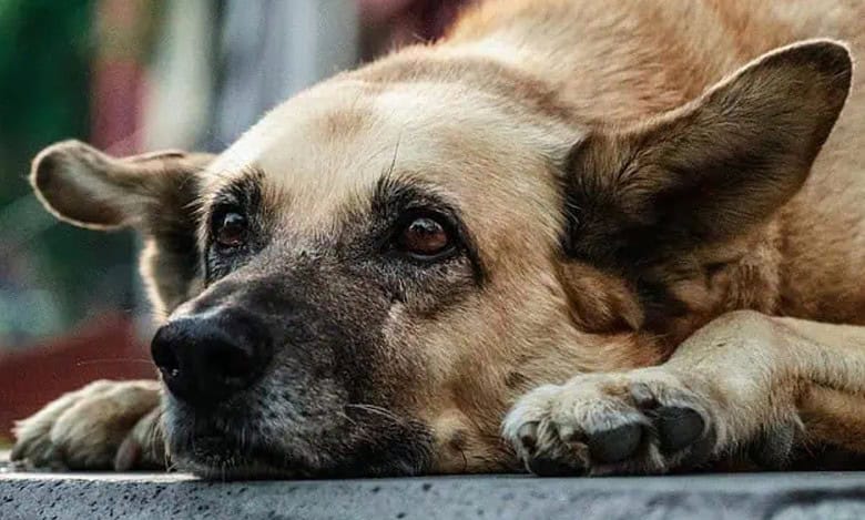 Dog bites scores of devotees at Renuka Yellamma Jathara in Vikarabad district.