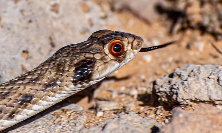 Photos: 'False Cobra' spotted in Saudi Arabia