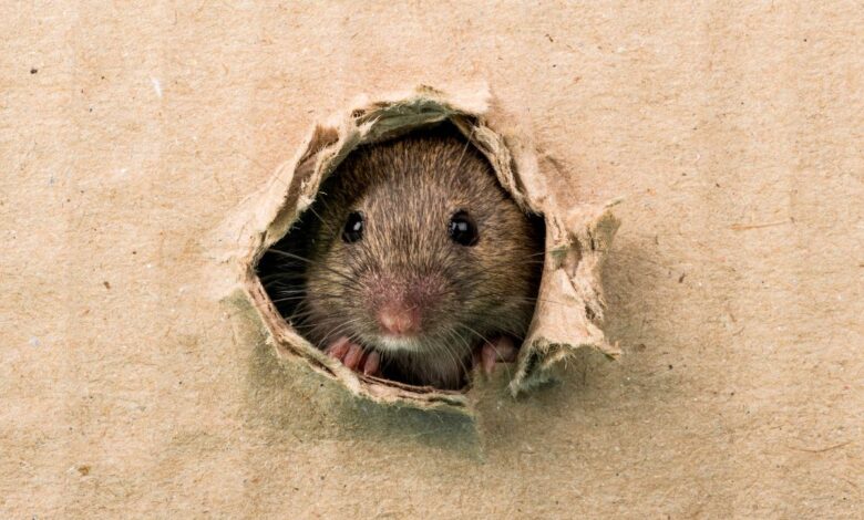 Image of a rat peeping through a hole for a rat bite story in Telangana school