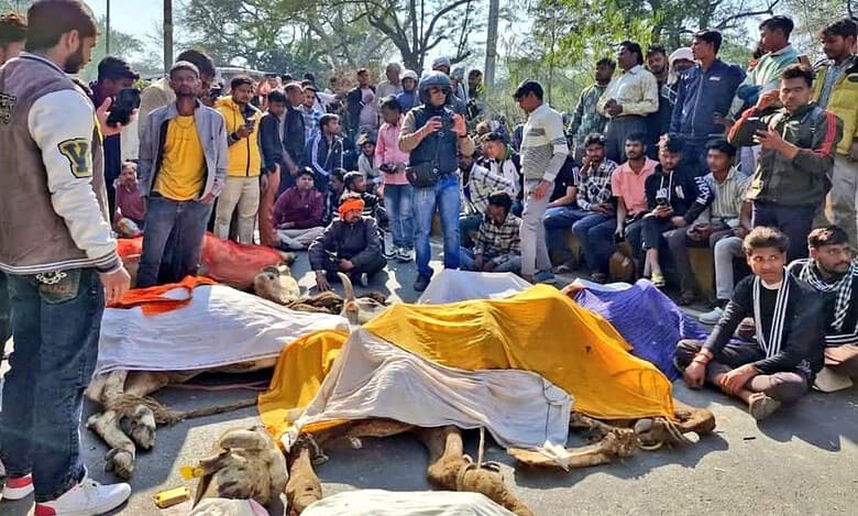 UP: Protests erupt in Mathura after discovery of 30 cow carcasses