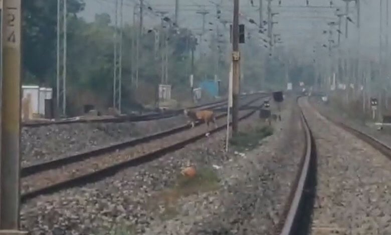 A tiger has been spotted crossing railway tracks in Kumuram Bheem Asifabad district.