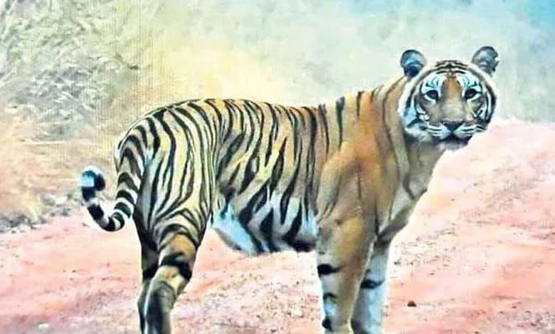 Tourists spot tiger during safari in Nallamala Forest