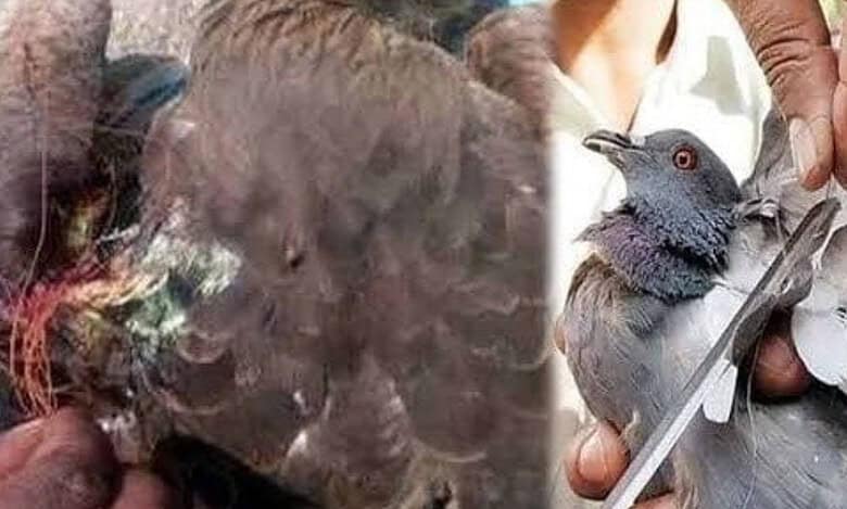 Cyberabad police issues advisory on the hazards of using Chinese Manja for kite flying.