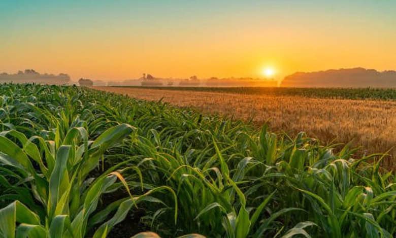 Forum for Good Governance urges Telangana CM to limit Rythu Bharosa assistance to 5 acres of land under cultivation.