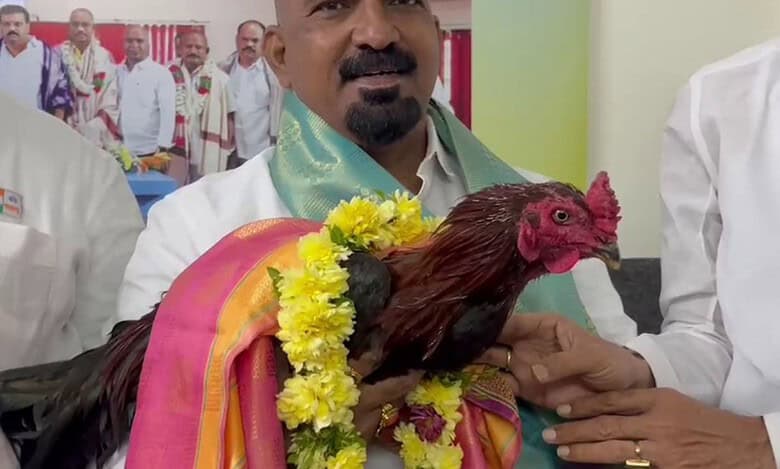 A rooster engaged in cock-fight in Hyderabad's outskirts sees happy ending after being auctioned.