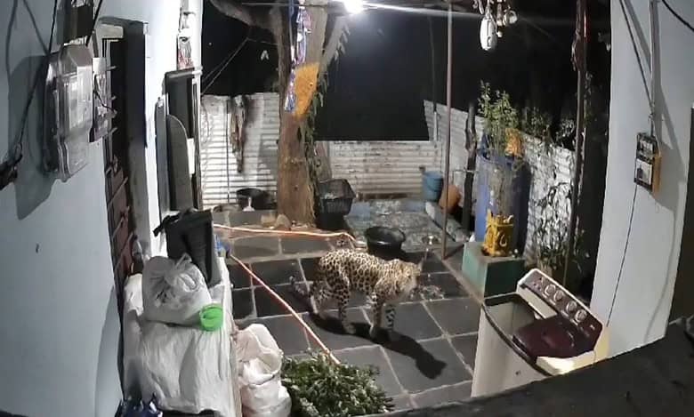 Watch: Leopard sighted near Srisailam Temple in Andhra Pradesh