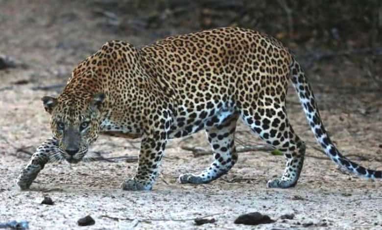 TTD employee falls from bike and sustains serious injuries after sighting a leopard crossing the road in Tirupathi.