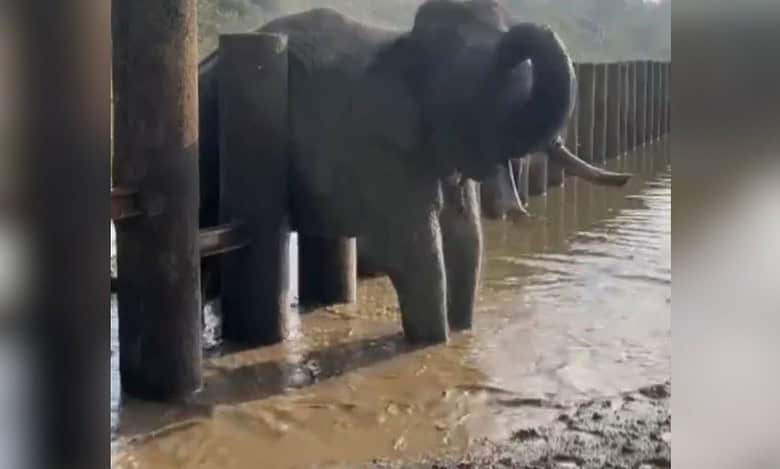 Elephant stuck between rail barrier rescued in Karnataka