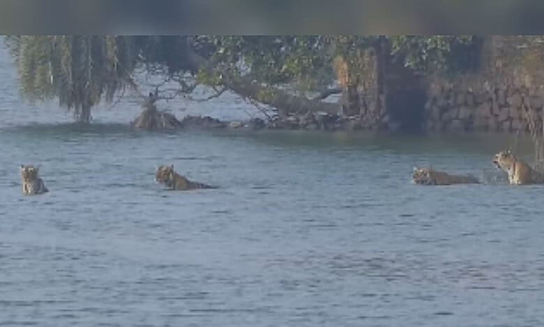 Video: Tigress with 3 cubs spotted crossing lake in Ranthambore National Park
