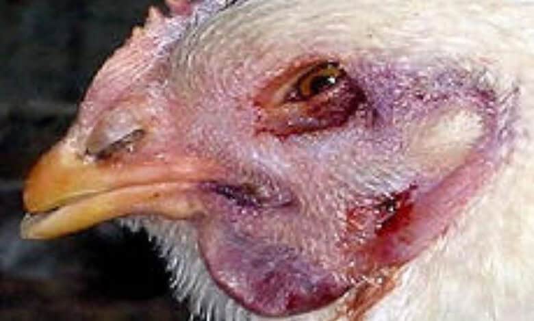 Human avian flu