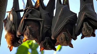 Bat animal
