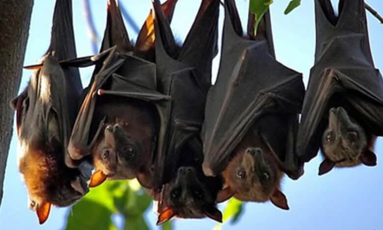 Bat animal