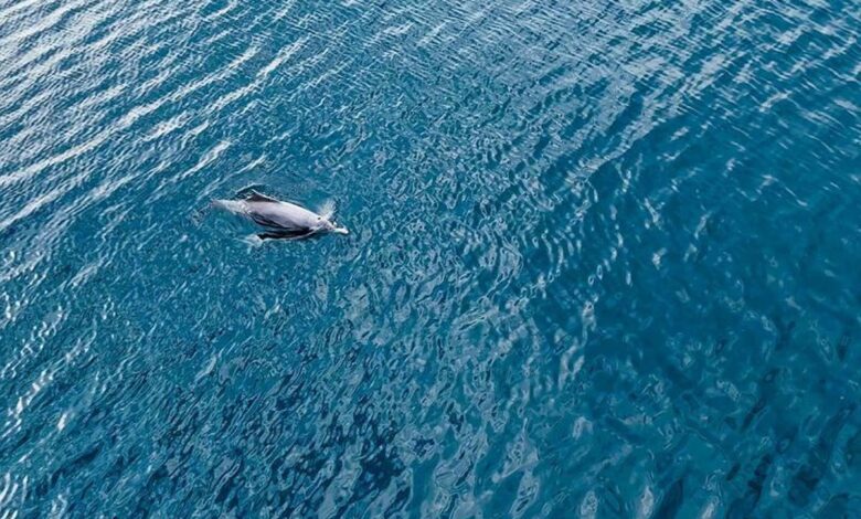 Watch: Dolphins spotted near Ras Mohaisen beach in Makkah