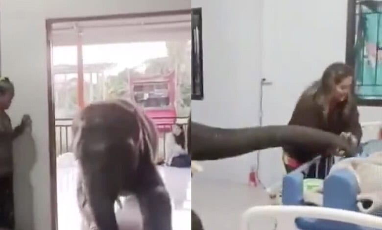 Watch: Elephant visits hospital, says goodbye to it's caretaker
