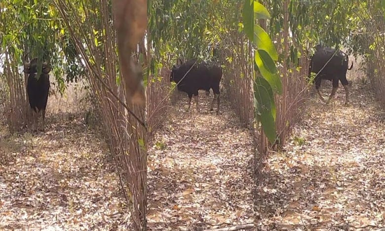Indian Bison