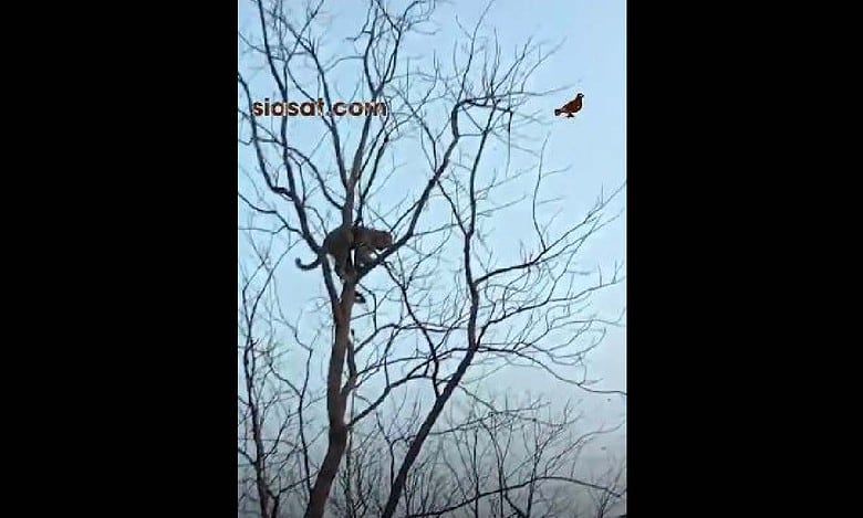 Video: Leopard sighted on tree, creates panic in Telangana's Asifabad