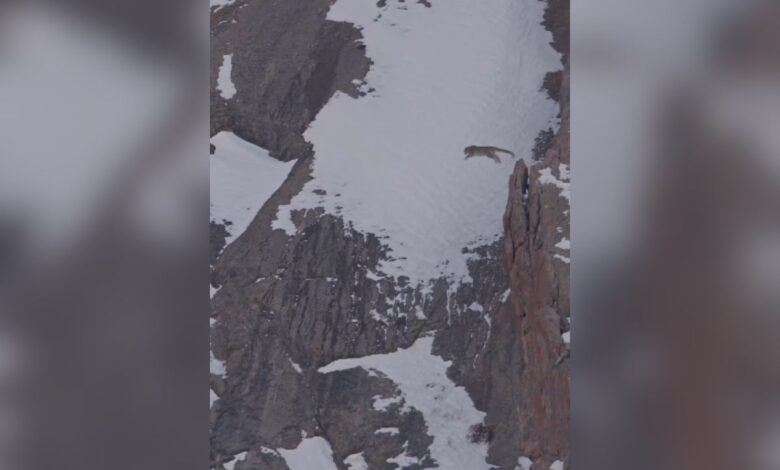 Video: Snow Leopard jumps off a cliff in Himachal's Kibber Sanctuary