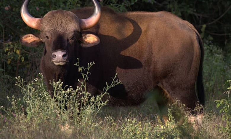 Indian Bison dies during translocation after being tranquillized in Telangana