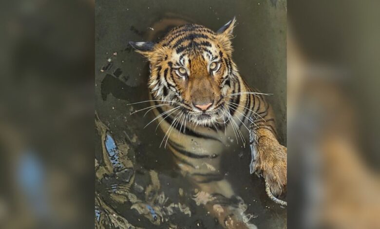 Tigress, wild boar fall into well after chase goes wrong in Madhya Pradesh