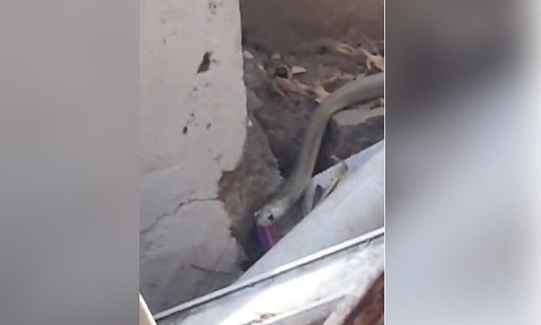 Snake spotted at Hyderabad college; released into nearby forest area