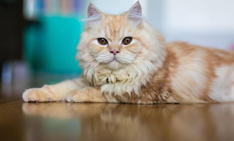 Cat’s fur colour ignites dispute over its ownership in Nalgonda