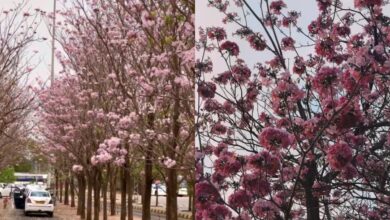As summer nears, Hyderabad turns pink with its own cherry blossoms
