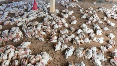 Bird flu outbreak in Telangana's Medak, Sangareddy