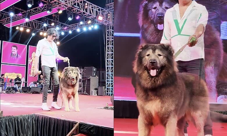World's most expensive dog sold for Rs 50 crore, check details