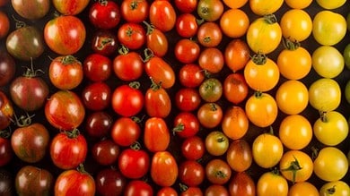 Horticultural scientists say that tomato varieties that can withstand viruses, pests, heat and give higher yields available now.