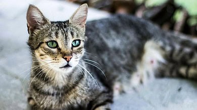 Woman in UP hangs herself in grief over pet cat’s death